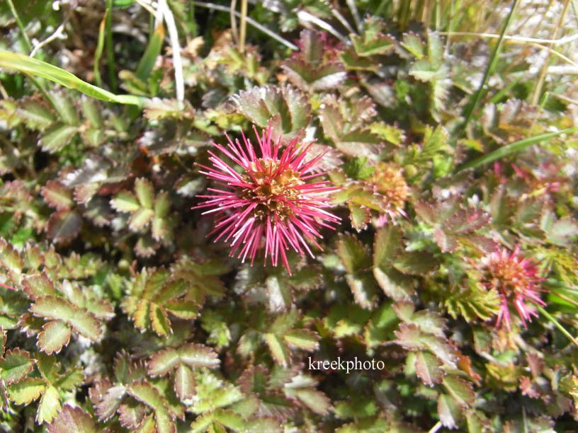 Acaena novae-zelandiae