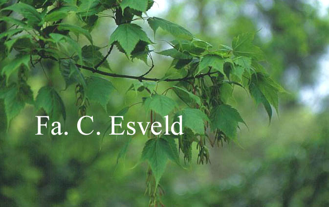 Acer acuminatum