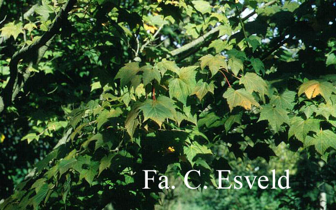 Acer argutum