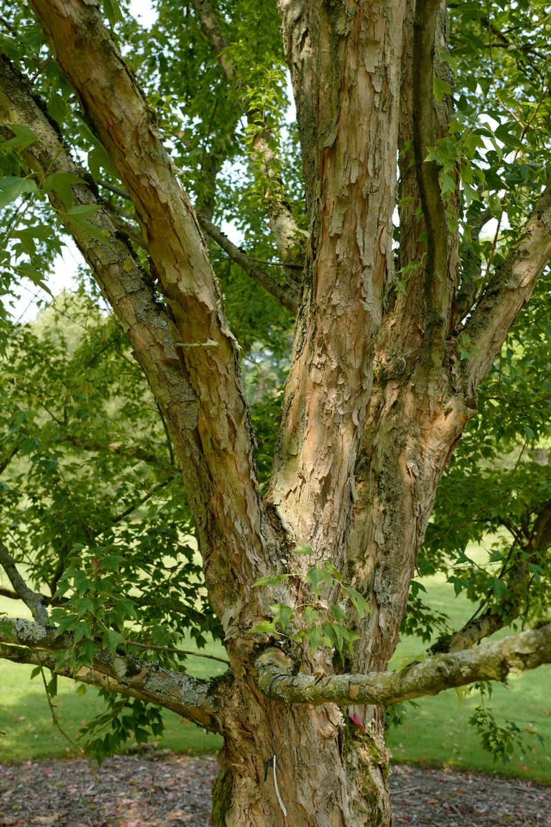 Acer buergerianum 'Naruto'