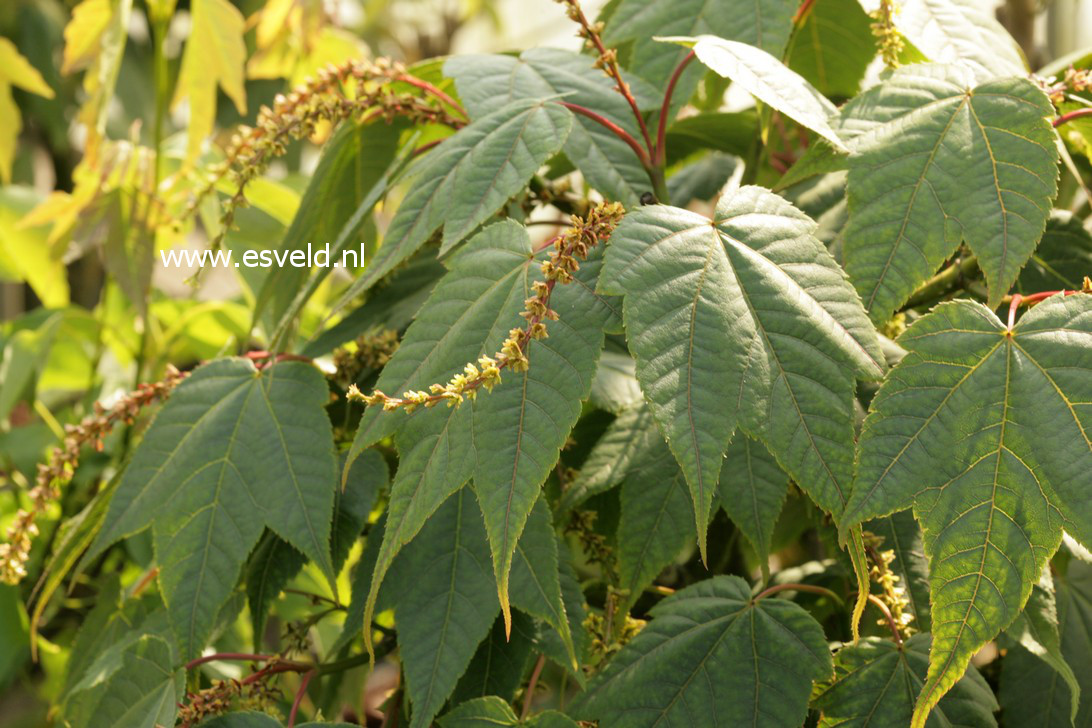 Acer campbellii fansipanense