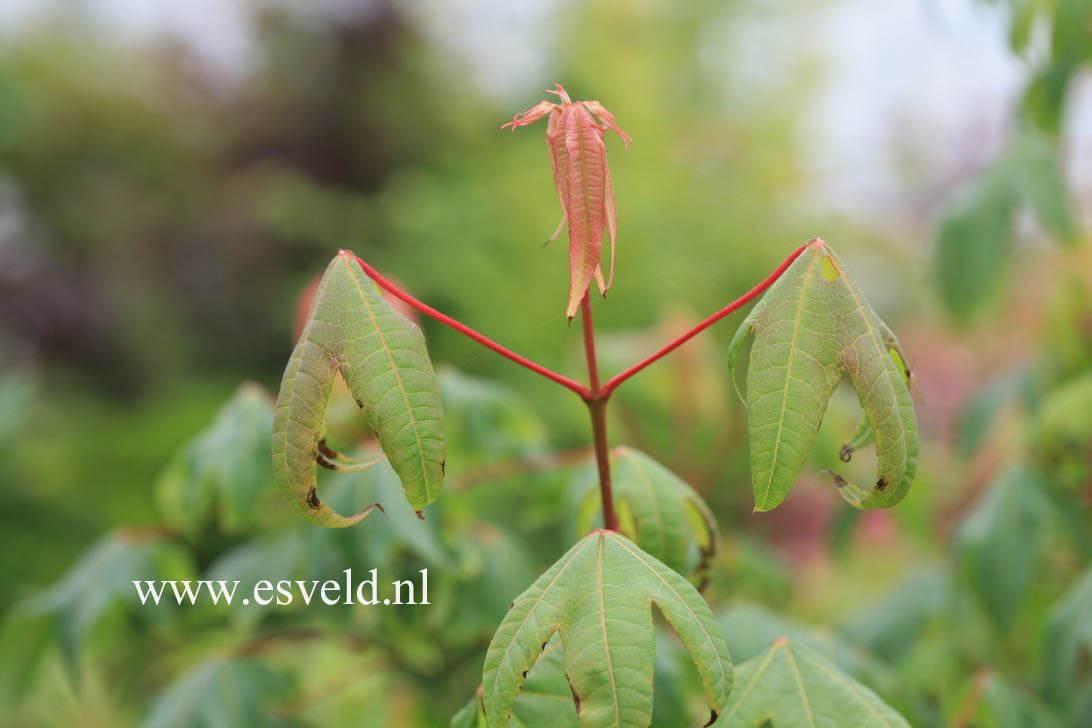 Acer campbellii ssp. flabellatum