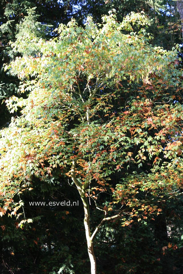 Acer campbellii ssp. wilsonii