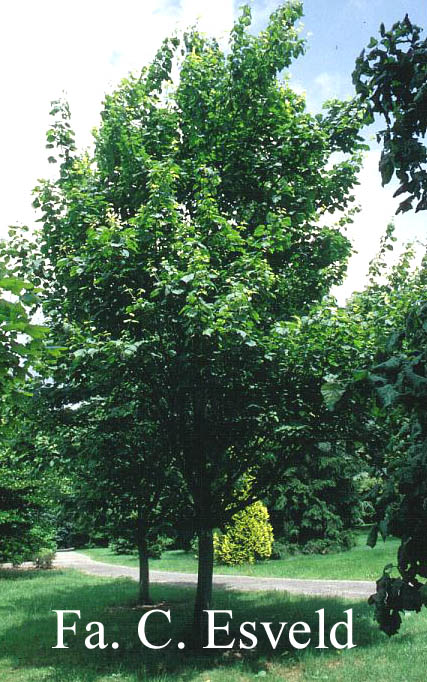 Acer capillipes 'Gimborn'
