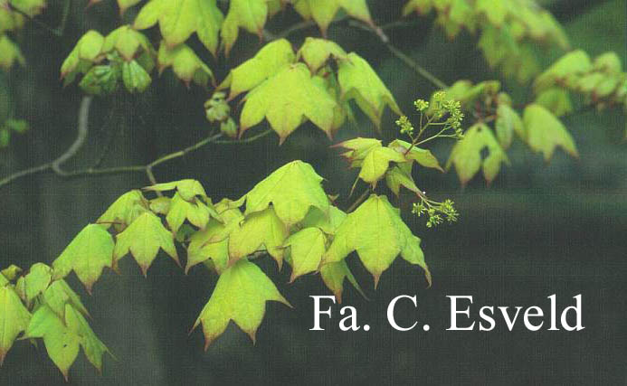 Acer cappadocicum 'Aureum'