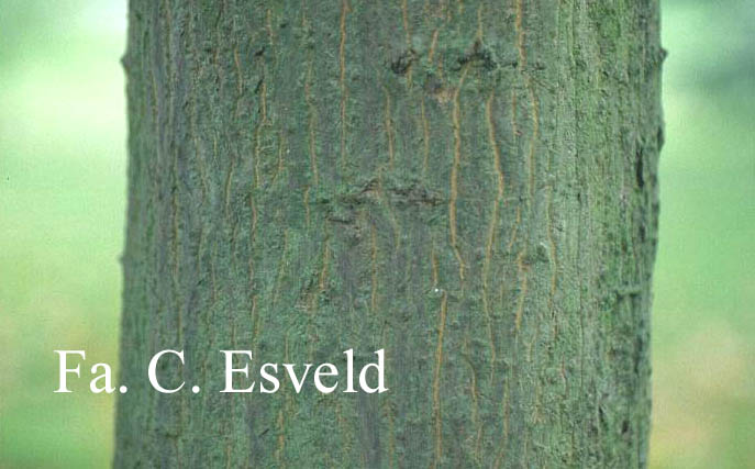 Acer cappadocicum ssp. divergens