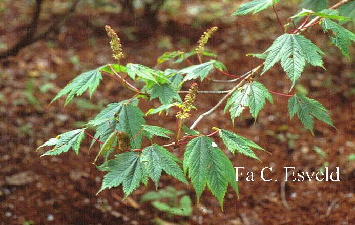 Acer caudatum
