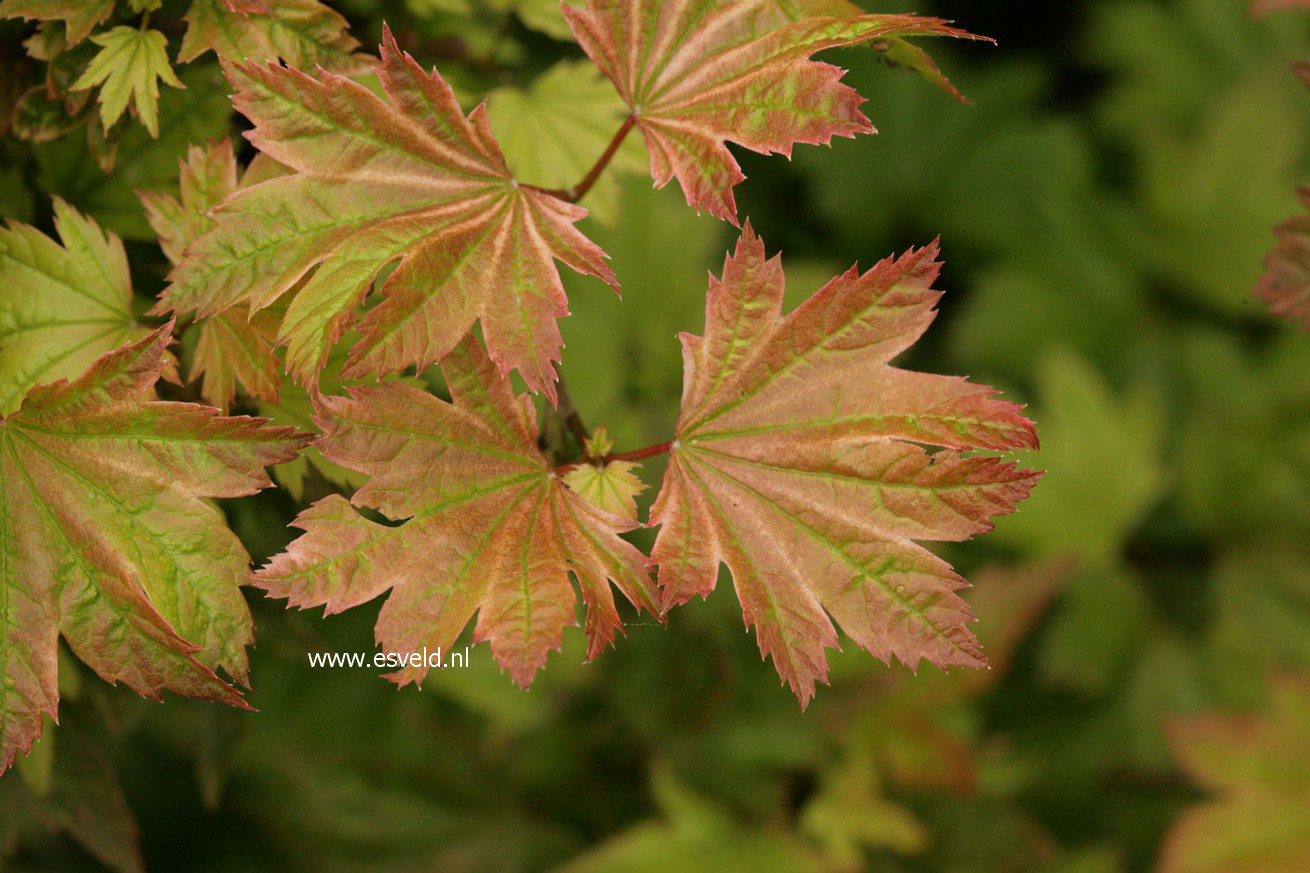 Acer circinatum 'Sunglow'