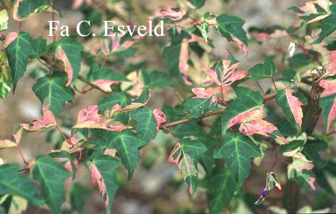 Acer crataegifolium 'Me-uri-no-ohfu'