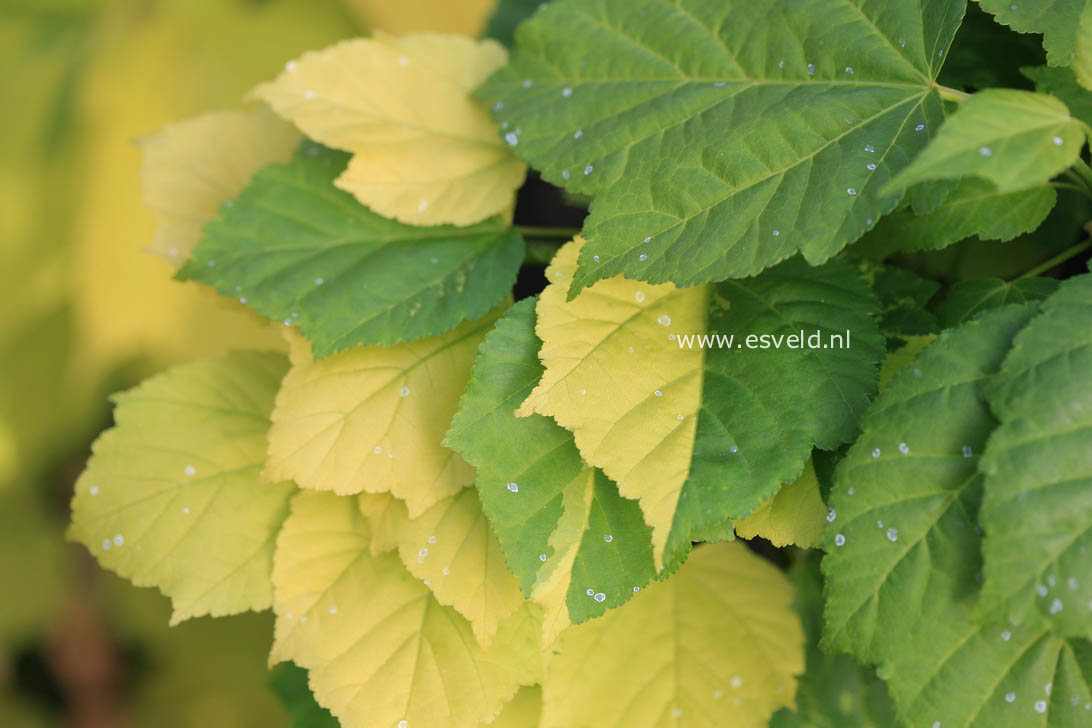 Acer davidii 'Hansu-suru'