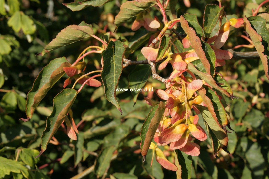 Acer davidii 'Serpentine'