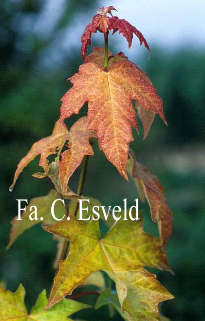 Acer hillieri 'Summergold'