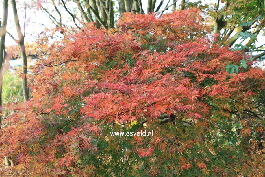 Acer japonicum 'Green Cascade'