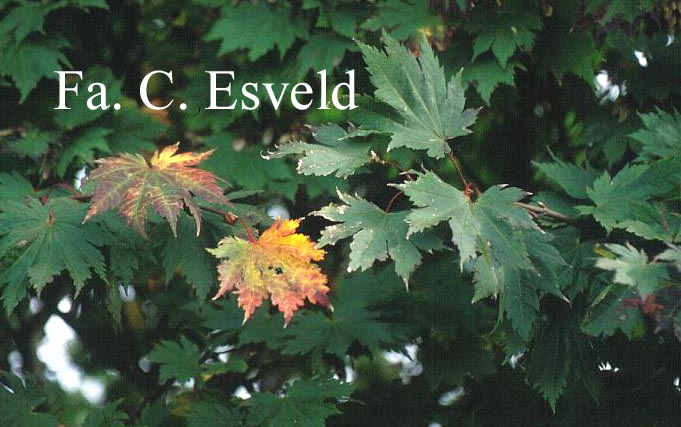 Acer japonicum 'Ōtaki'