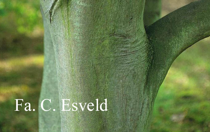 Acer oliverianum