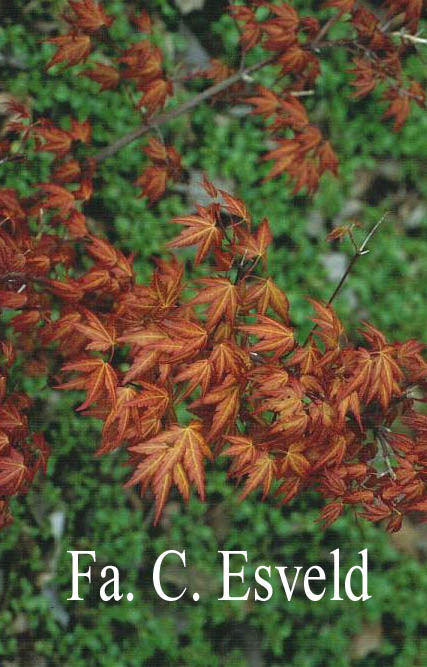 Acer palmatum 'Akane'
