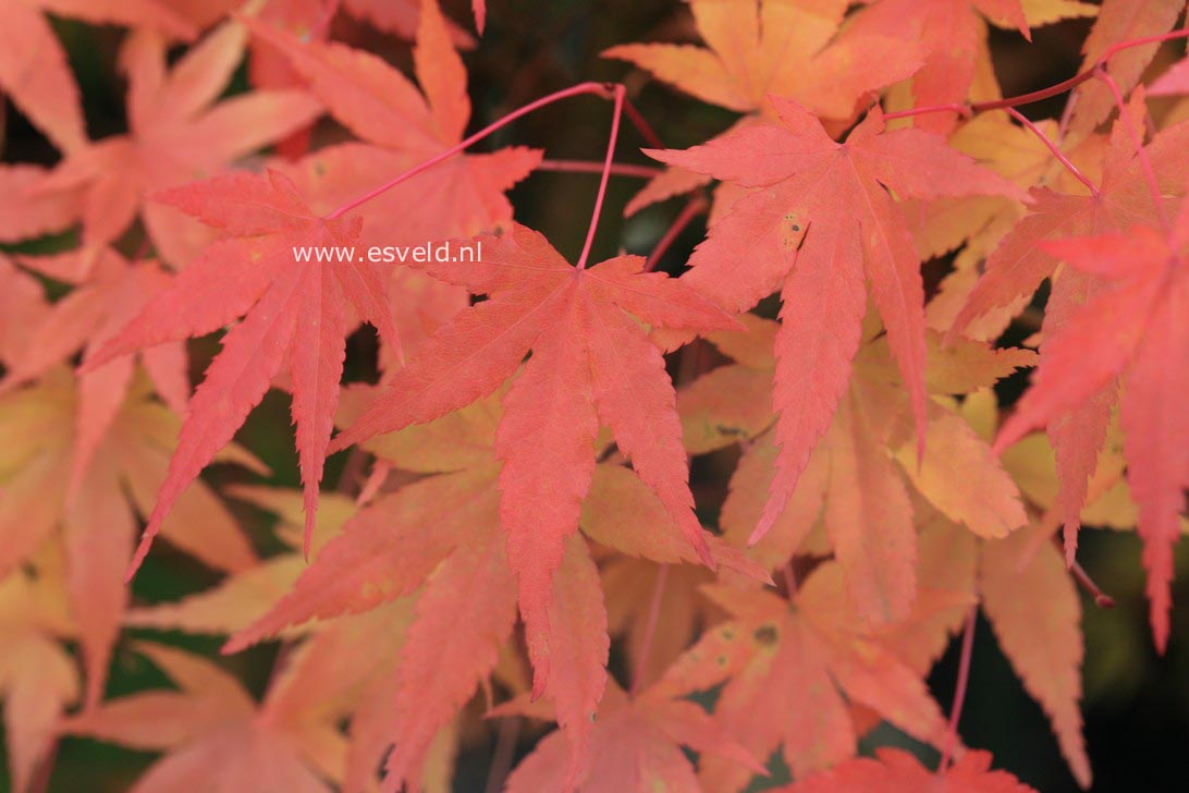 Acer palmatum 'Ao-ba-nishiki'