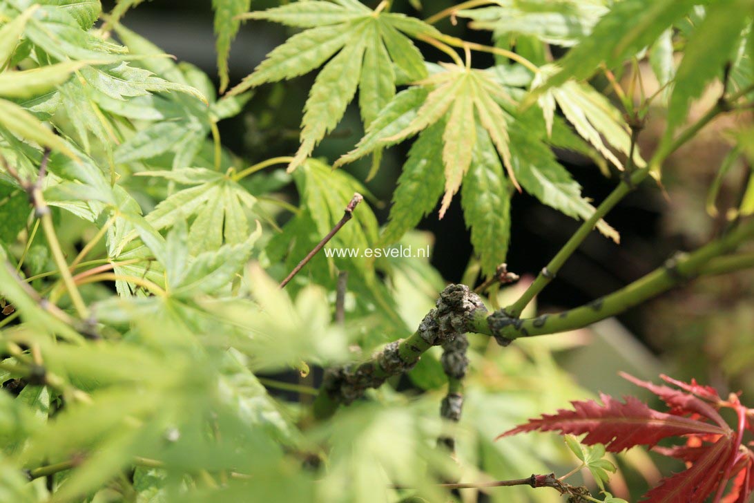 Acer palmatum 'Arakawa-ukon'