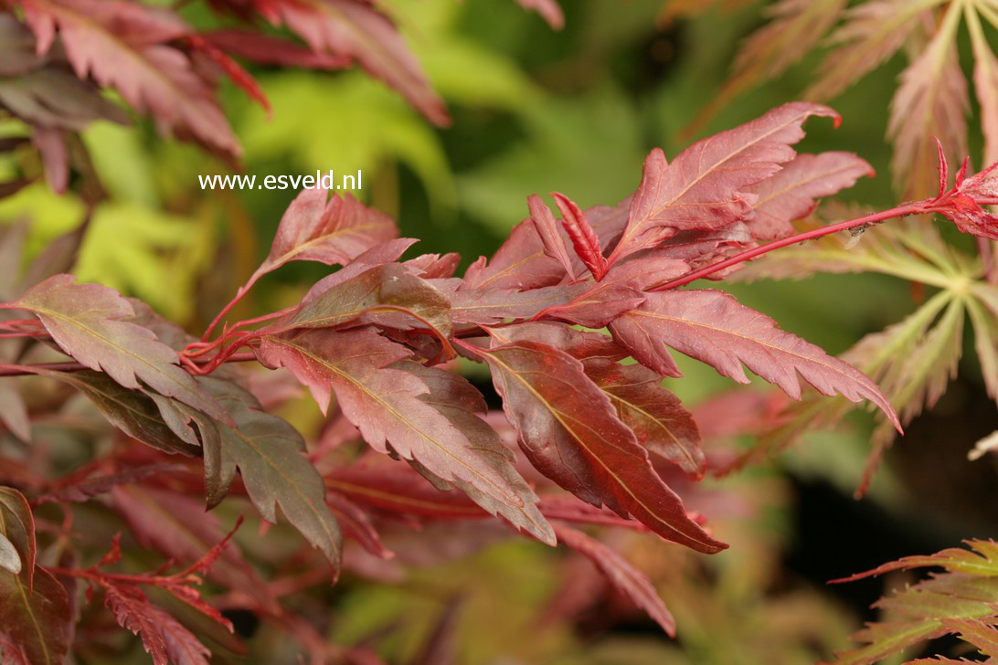 Acer palmatum 'Beni-hagaromo'