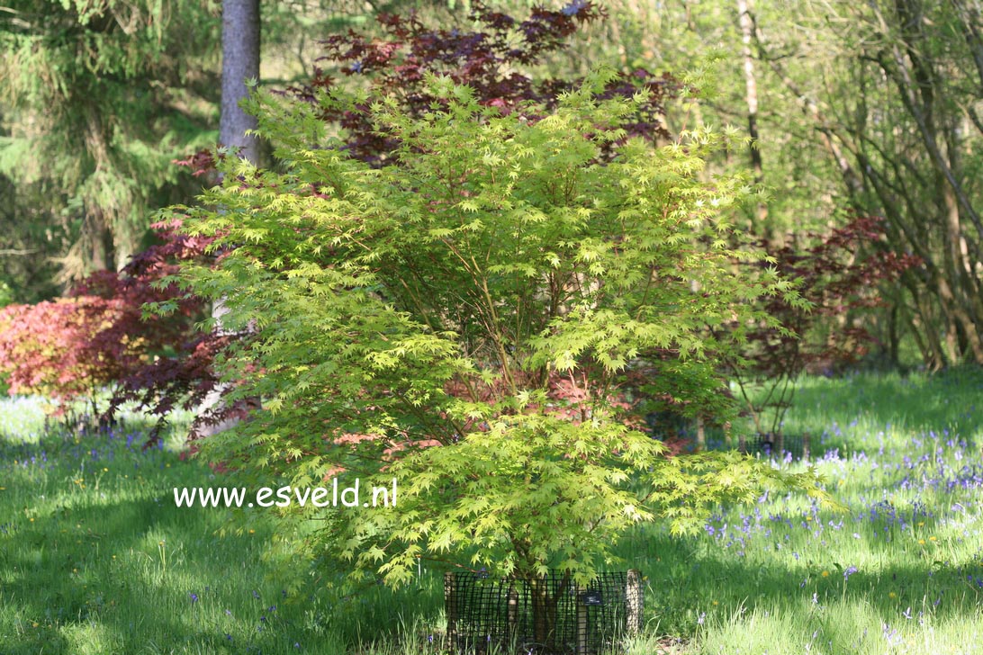 Acer palmatum 'Beni-kawa'