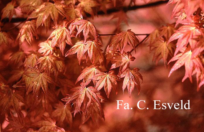 Acer palmatum 'Beni-maiko'