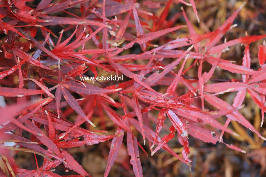 Acer palmatum 'Beni-ohtake'