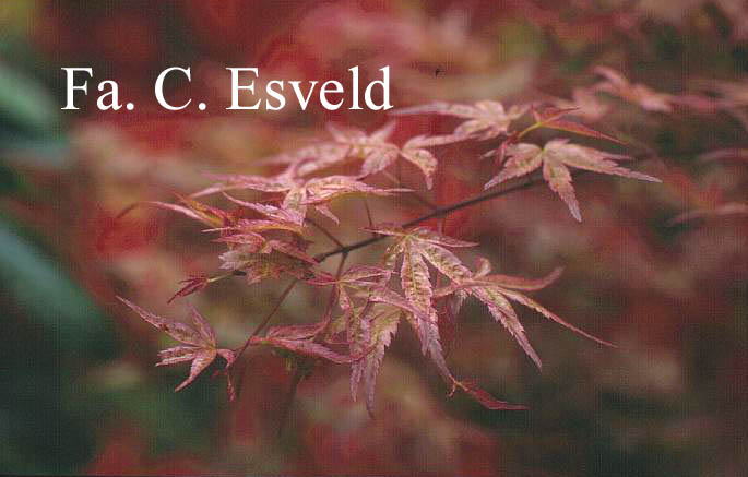 Acer palmatum 'Beni-tsukasa'