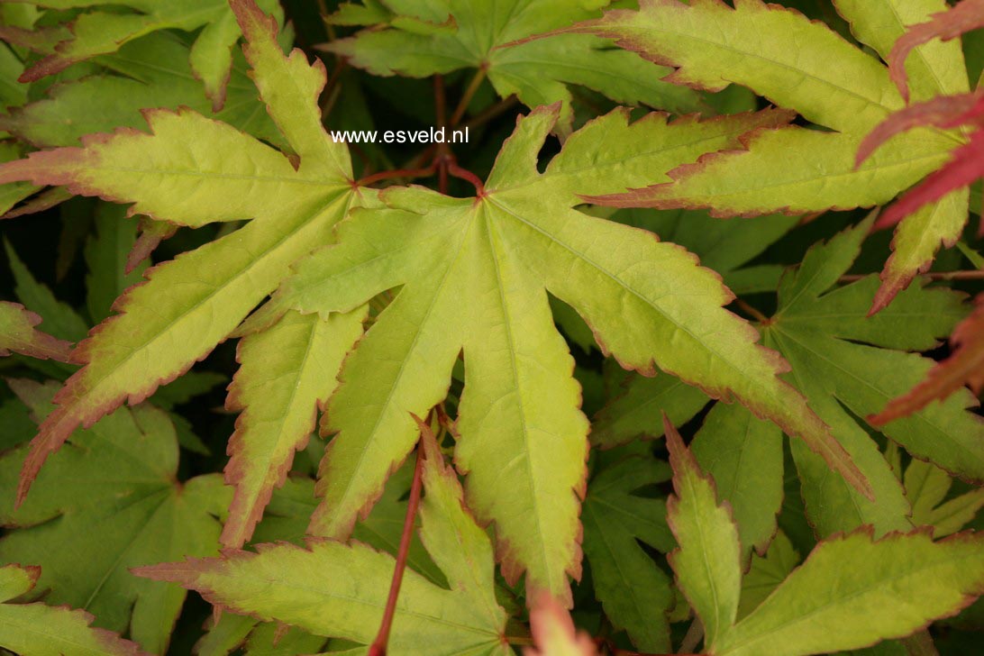 Acer palmatum 'Chūgū-ji'