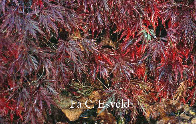 Acer palmatum 'Dissectum Nigrum'