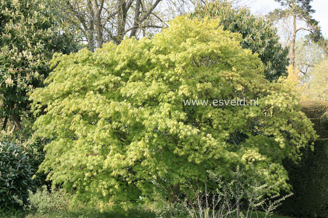 Acer palmatum 'Elegans'