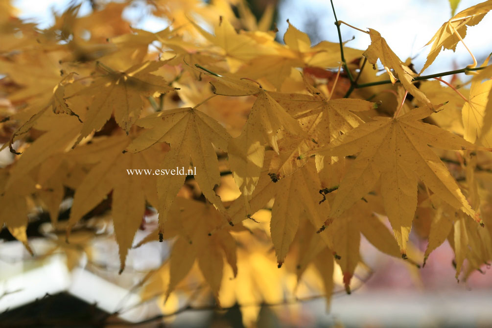 Acer palmatum 'Golden Pond'