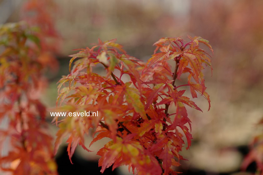 Acer palmatum 'Goshiki-kotohime'