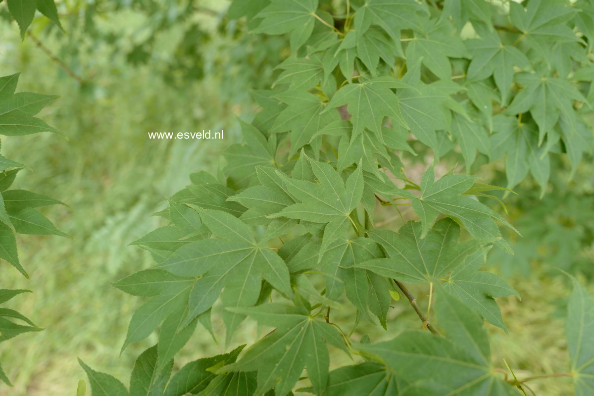 Acer palmatum 'Green Star'