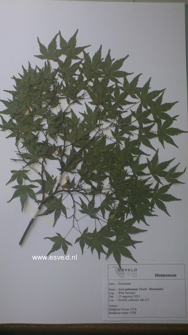 Acer palmatum 'Harusame'
