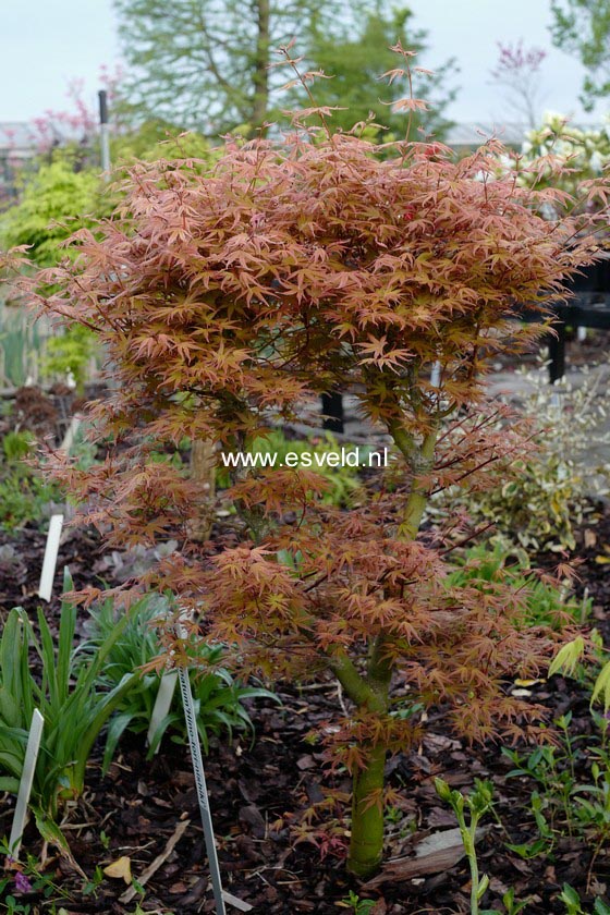 Acer palmatum 'Hino-tori-nishiki'