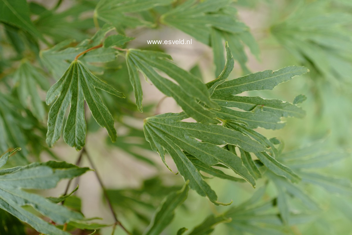 Acer palmatum 'Hiryū'
