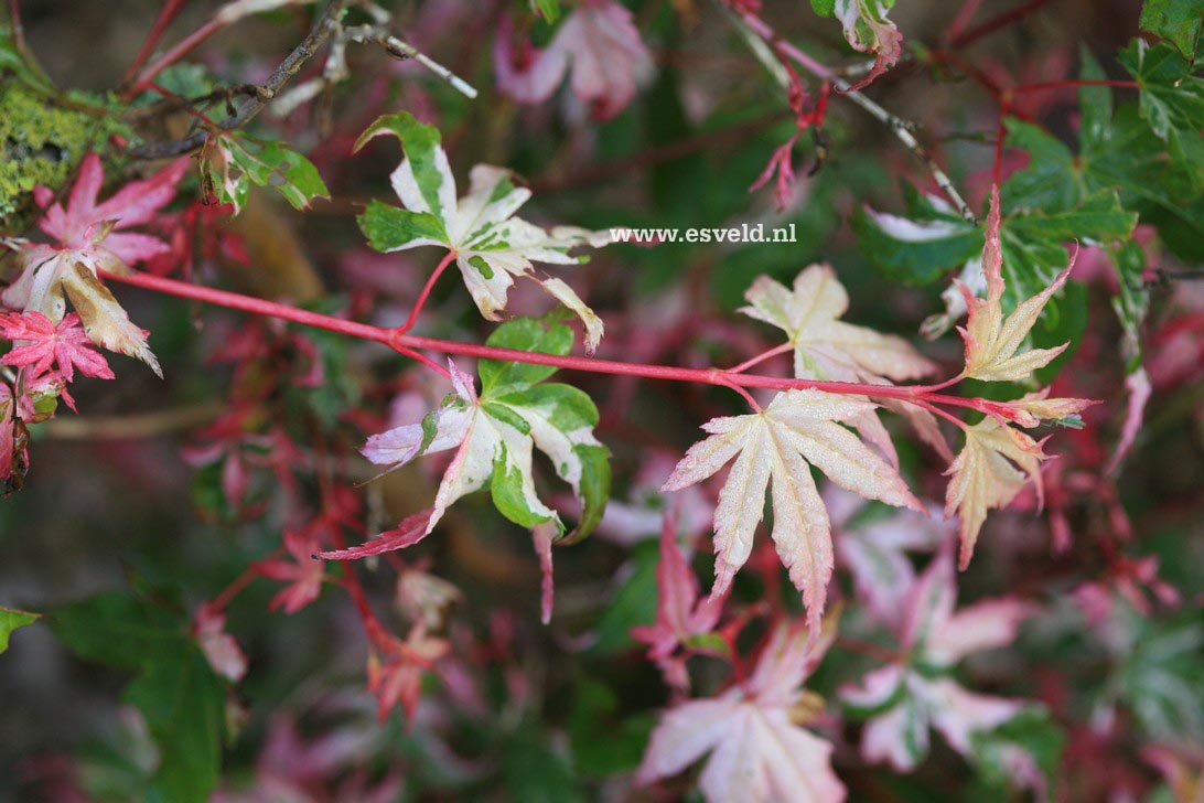 Acer palmatum 'Honoo'