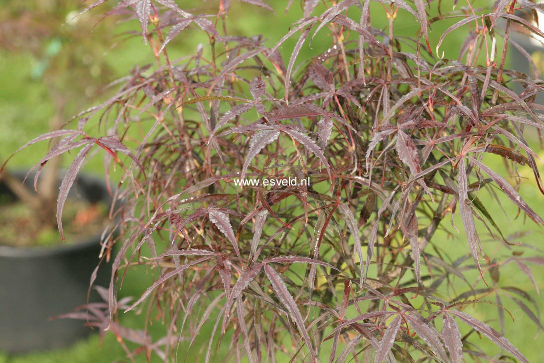 Acer palmatum 'Hupp's Red Willow'