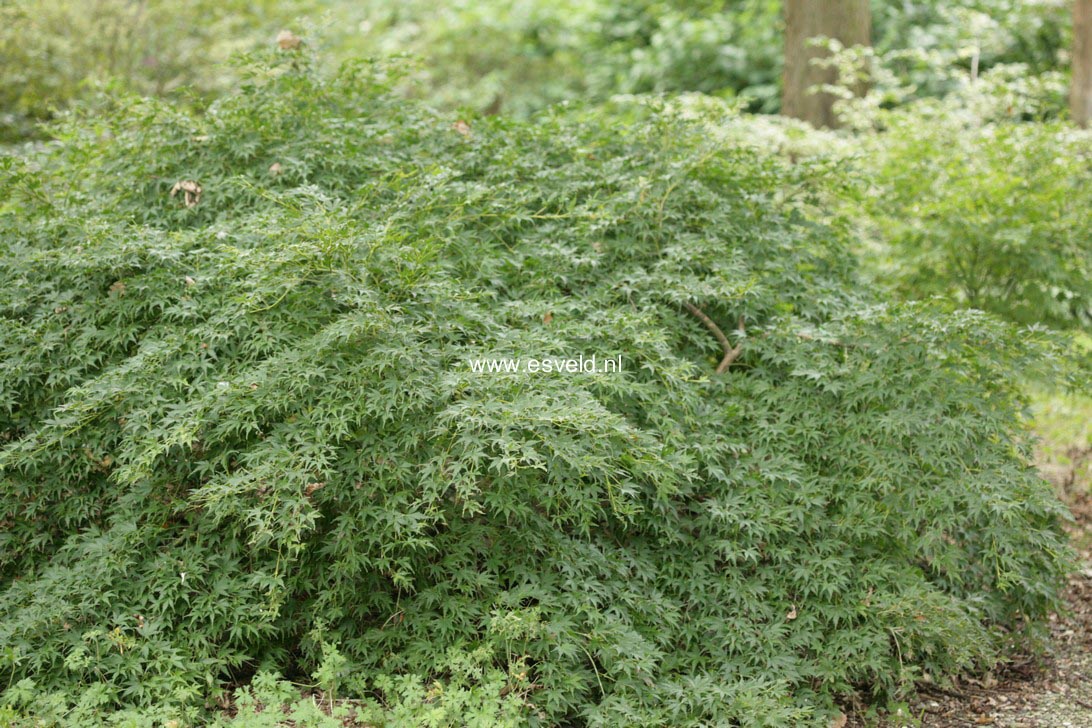 Acer palmatum 'Jiroh-shidare'