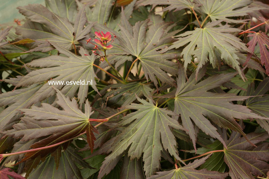 Acer palmatum 'Johin'