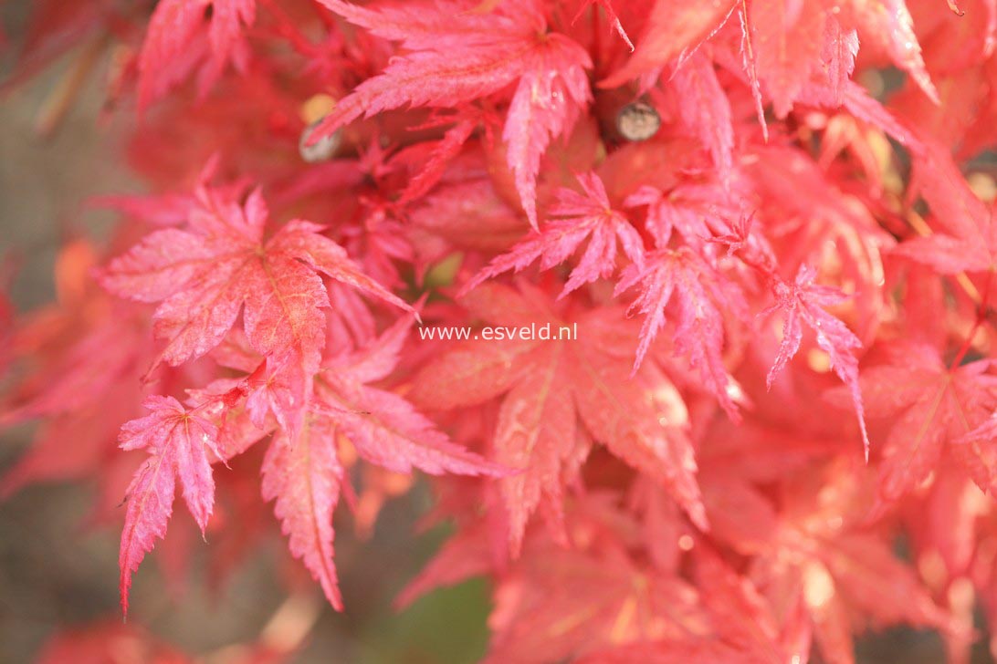 Acer palmatum 'Johnnie's Pink'