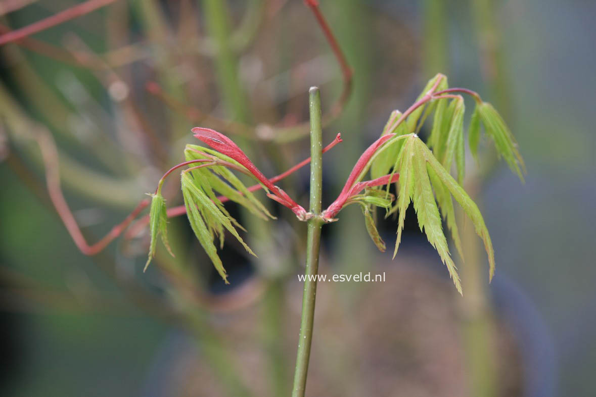 Acer palmatum 'Kenzan'