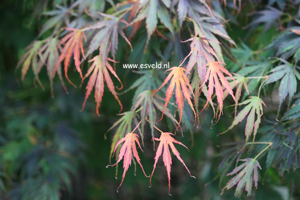 Acer palmatum 'Koko'