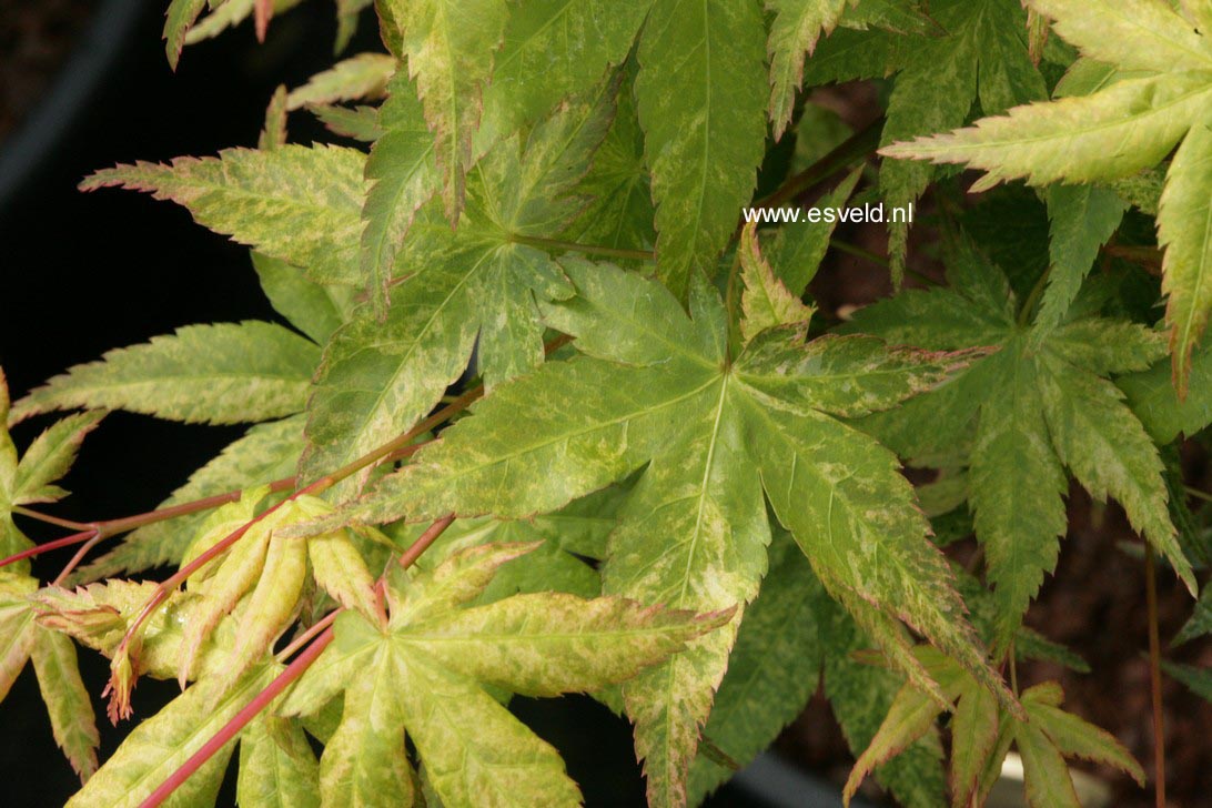 Acer palmatum 'Komon-nishiki'