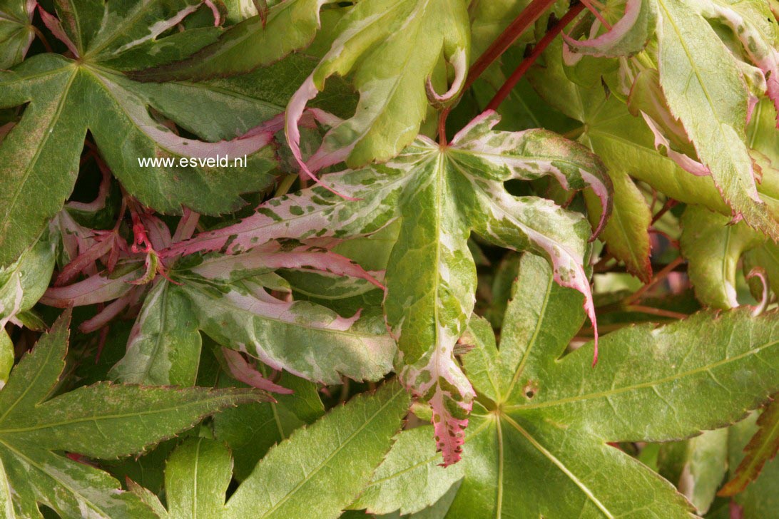 Acer palmatum 'Mardi Gras'