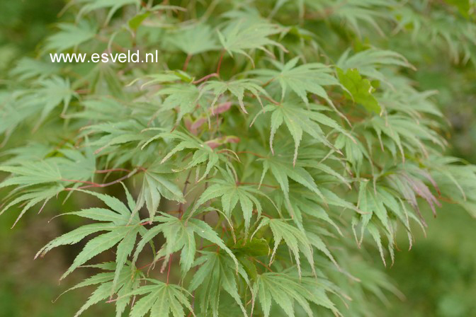 Acer palmatum 'Masu-kagami'