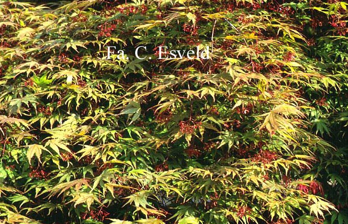 Acer palmatum 'Matsu-Kaze'