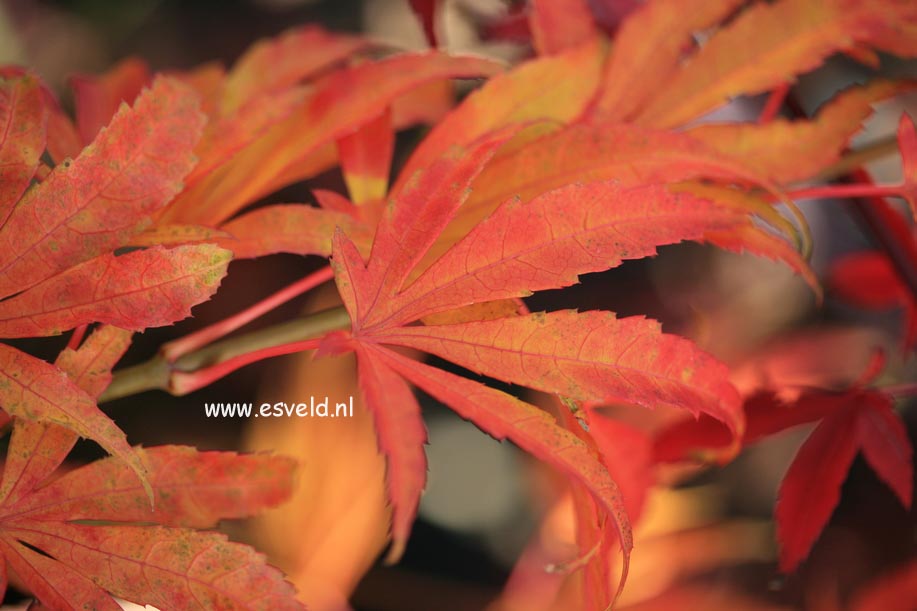 Acer palmatum 'Matsuo'