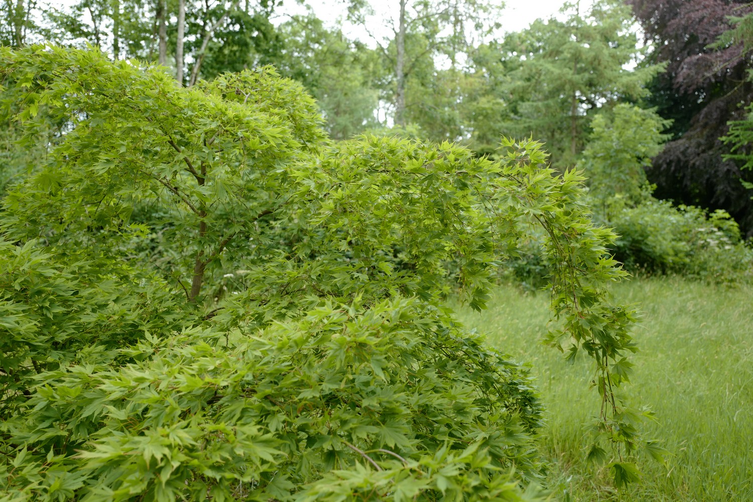 Acer palmatum 'Matsuyoi'