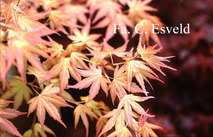Acer palmatum 'Momoiro-koyasan'